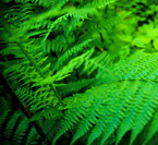 Fern